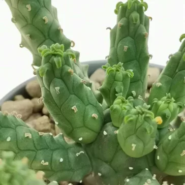 Euphorbia inermis