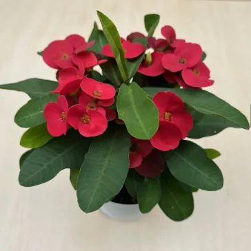Euphorbia milli maxi Cardinal