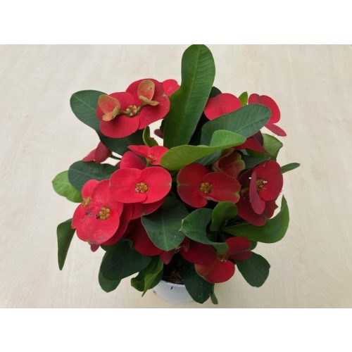 Euphorbia milli maxi Cardinal