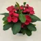 Euphorbia milli maxi Cardinal