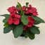 Euphorbia milli maxi Cardinal
