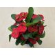 Euphorbia milli maxi Cardinal