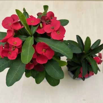 Euphorbia milli maxi Cardinal