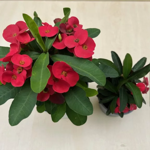Euphorbia milli maxi Cardinal