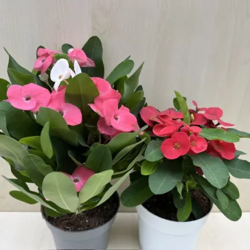 Euphorbia milli maxi Cardinal