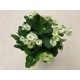Euphorbia milli maxi Cardinal