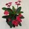 Euphorbia milli maxi