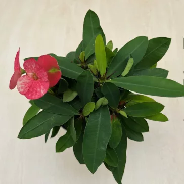 Euphorbia milli maxi Alexandra