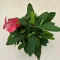 Euphorbia milli maxi Alexandra