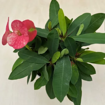 Euphorbia milli maxi Alexandra