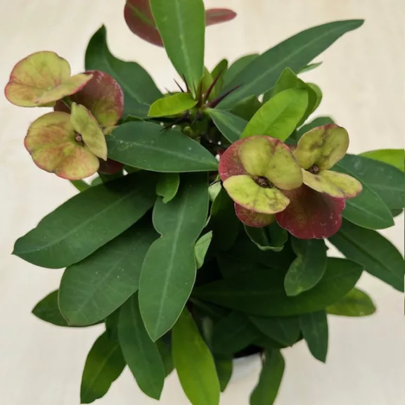 Euphorbia milli maxi Alexandra