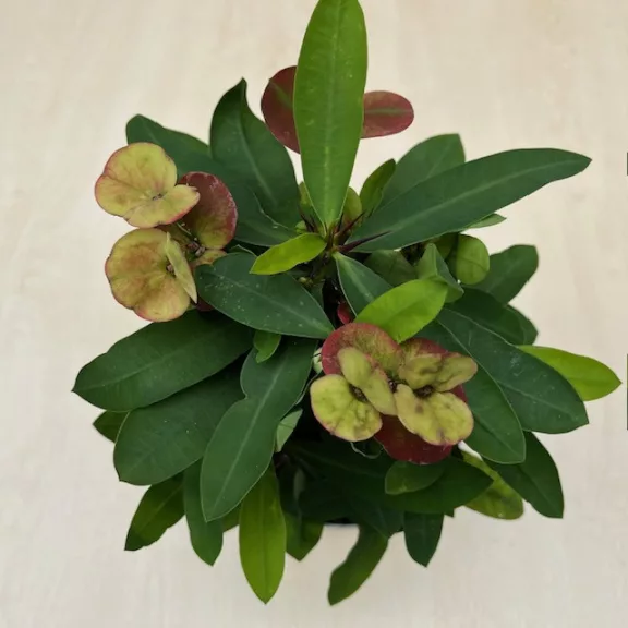 Euphorbia milli maxi Alexandra