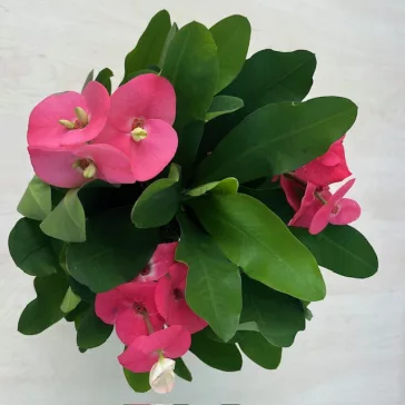 Euphorbia milli maxi Cardinal