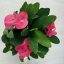 Euphorbia milli maxi Cardinal