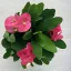 Euphorbia milli maxi Cardinal