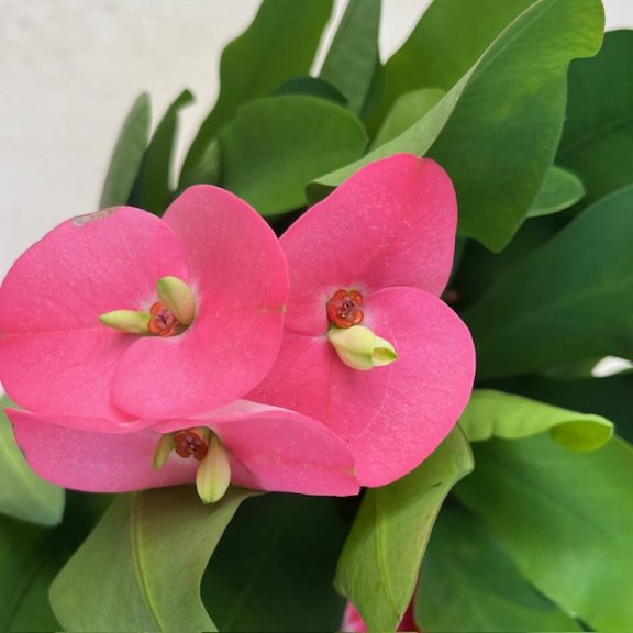 Euphorbia milli maxi Cardinal