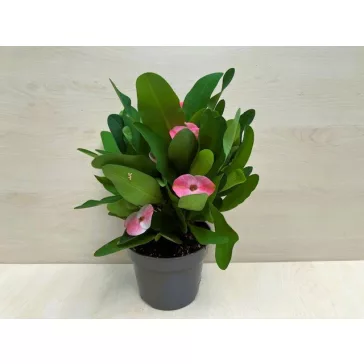 Euphorbia milli maxi Cardinal