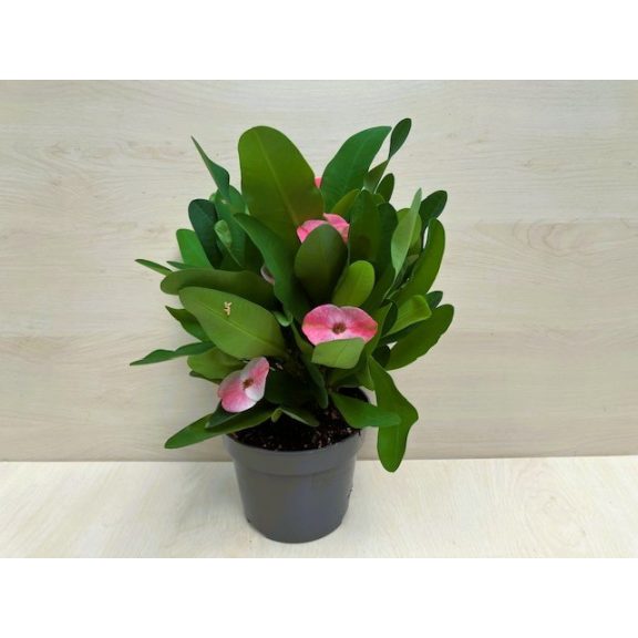 Euphorbia milli maxi Cardinal