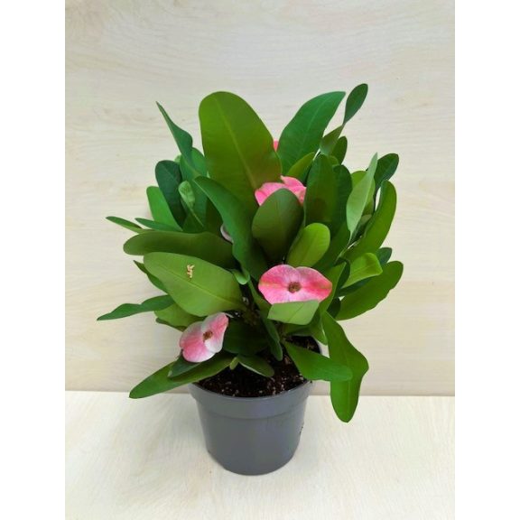 Euphorbia milli maxi Cardinal
