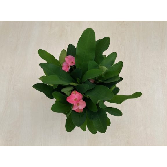 Euphorbia milli maxi Cardinal