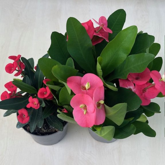 Euphorbia milli maxi Cardinal