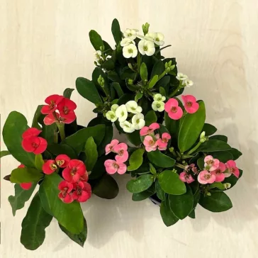 Euphorbia milli MINI