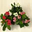 Euphorbia milli MINI
