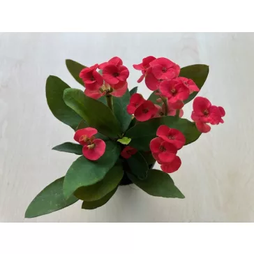 Euphorbia milli MINI