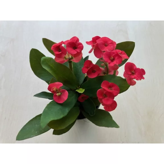 Euphorbia milli MINI