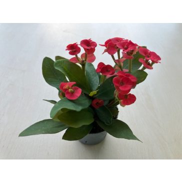 Euphorbia milli MINI