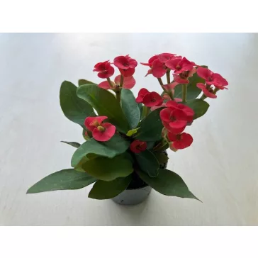 Euphorbia milli MINI