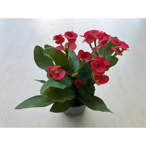 Euphorbia milli MINI