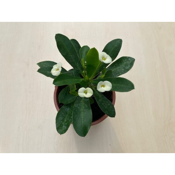 Euphorbia milli MINI