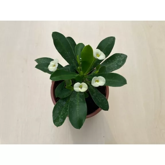 Euphorbia milli MINI