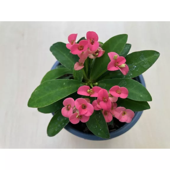 Euphorbia milli MINI