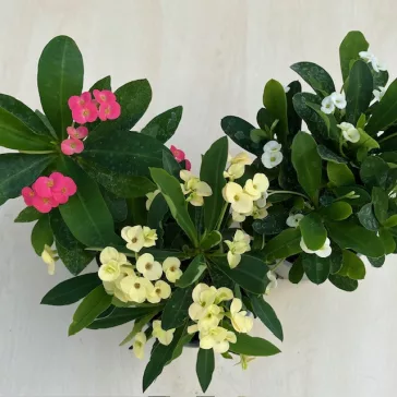 Euphorbia milli