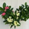 Euphorbia milli