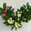 Euphorbia milli
