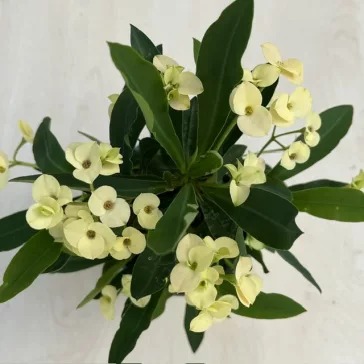 Euphorbia milli