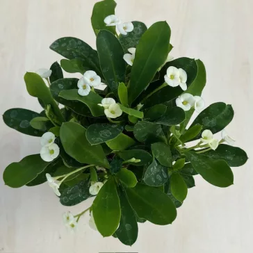 Euphorbia milli