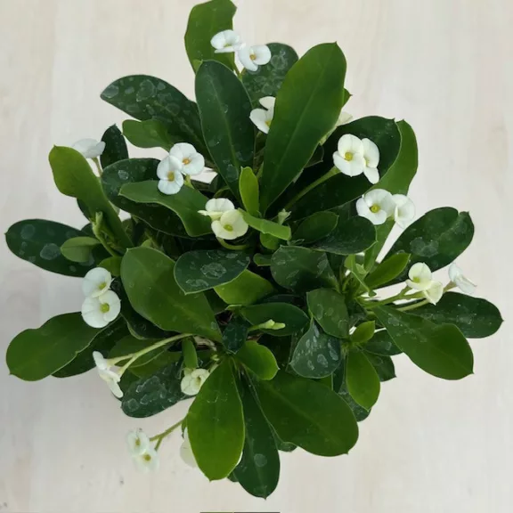 Euphorbia milli