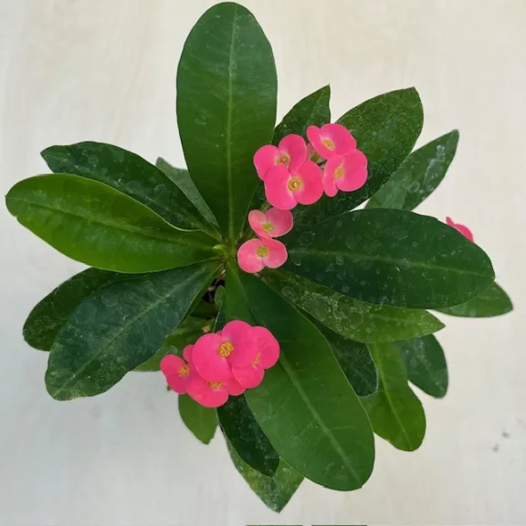 Euphorbia milli
