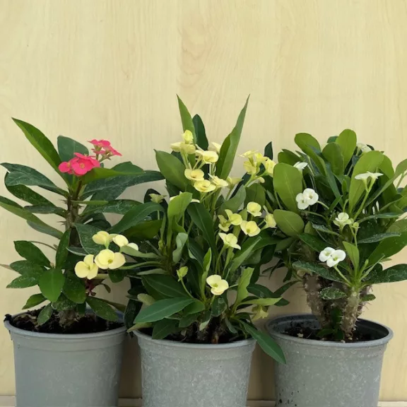 Euphorbia milli