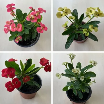Euphorbia milli