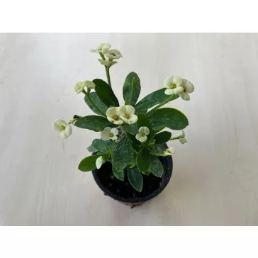 Euphorbia milli