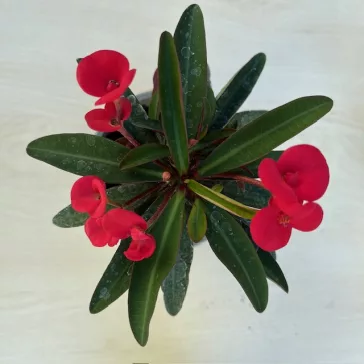 Euphorbia milli
