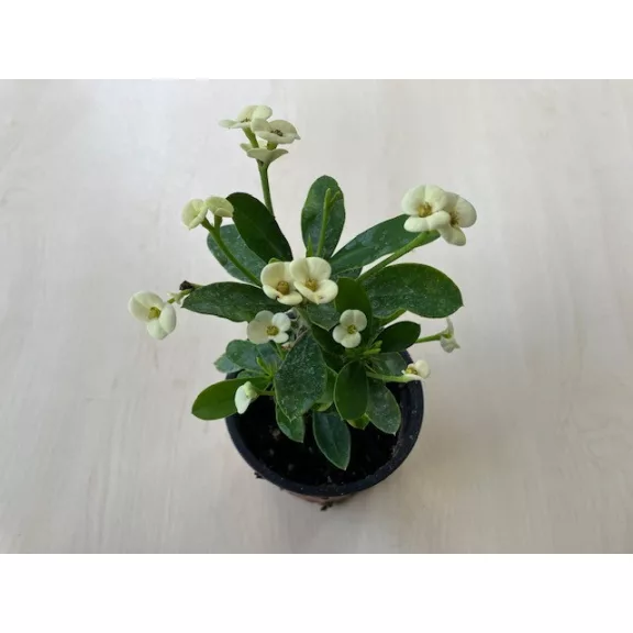 Euphorbia milli