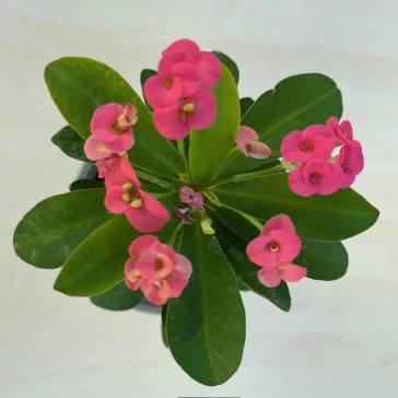 Euphorbia milli