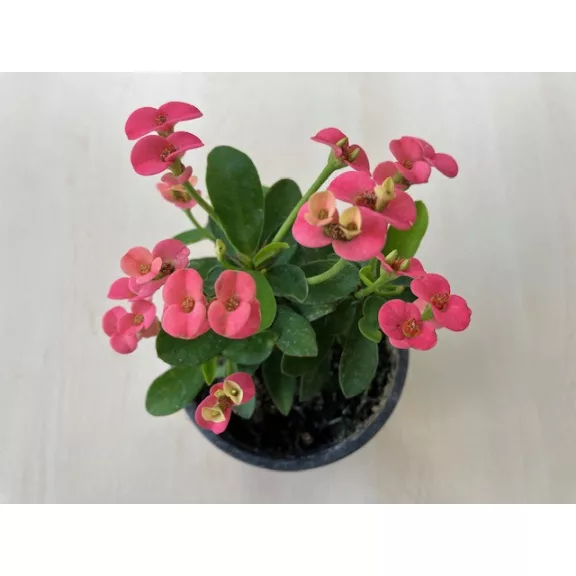 Euphorbia milli