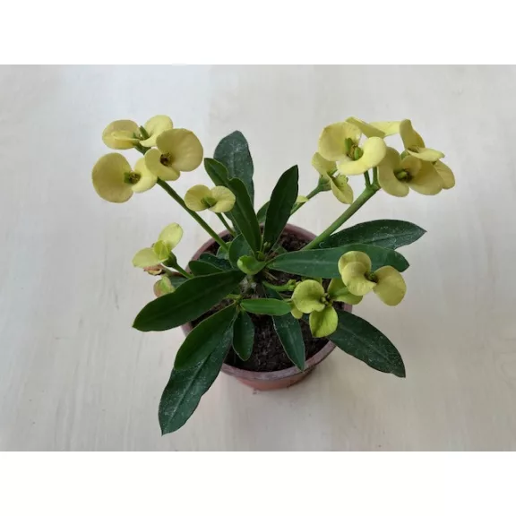 Euphorbia milli
